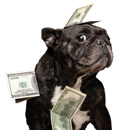 dog-money
